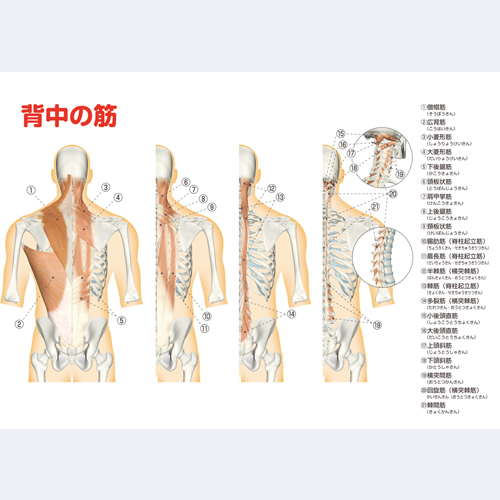 本 筋肉のこと知ってますか?[改訂版]
