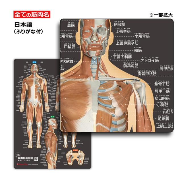 筋肉まるわかりシート