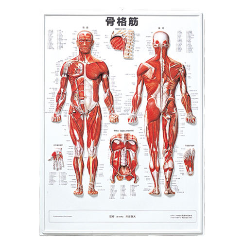 3D 人体チャート骨格 全3種