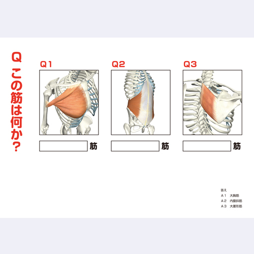 書籍 筋肉のこと知ってますか? ― クイズで筋肉まるわかり 増補改訂版のイメージ画像