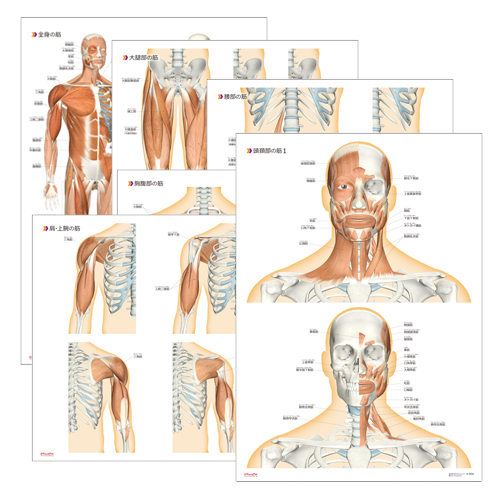 筋肉まるわかりマップのイメージ画像