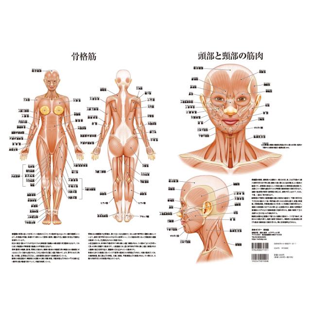 筋肉両面ポスターのイメージ画像