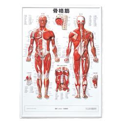 3D 人体チャート骨格筋