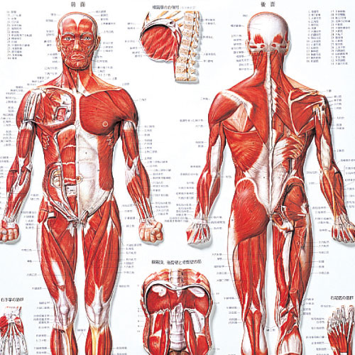 3D 人体チャート骨格筋のイメージ画像