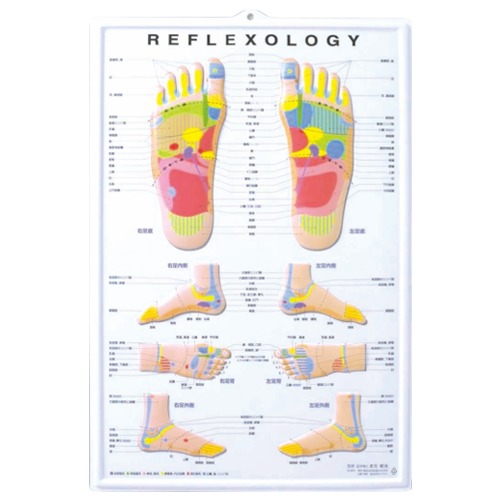 3D 足のリフレクソロジーチャートのイメージ画像