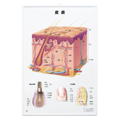 3D 人体チャート皮膚のイメージ画像