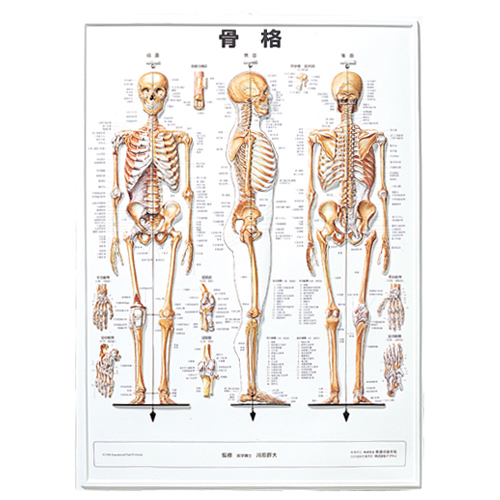 3D 人体チャート骨格のイメージ画像