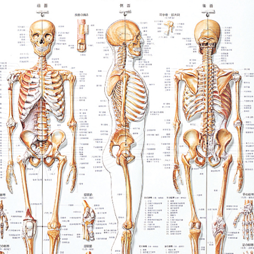 3D 人体チャート骨格のイメージ画像