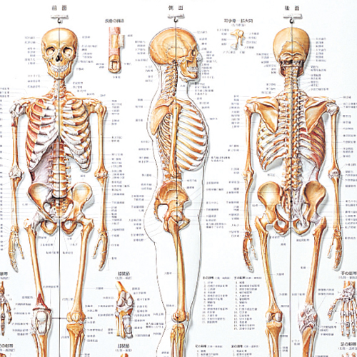 3d 人体チャート骨格 業務用美容商材 エステ商材の卸 仕入れはビーウェイブ