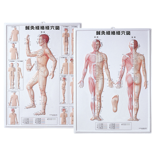 3D 鍼灸経路経穴図 2枚セットのイメージ画像
