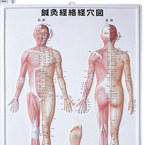3D 鍼灸経路経穴図 2枚セットのイメージ画像
