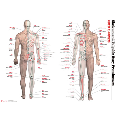 全身の骨格と骨指標 特大カラーポスターのイメージ画像