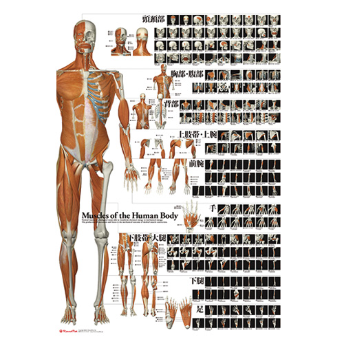 全身の骨格筋　特大カラーポスターのイメージ画像