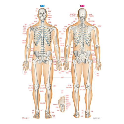 骨と関節まるわかりシートのイメージ画像