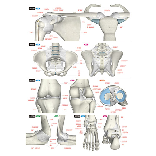 骨と関節まるわかりシートのイメージ画像